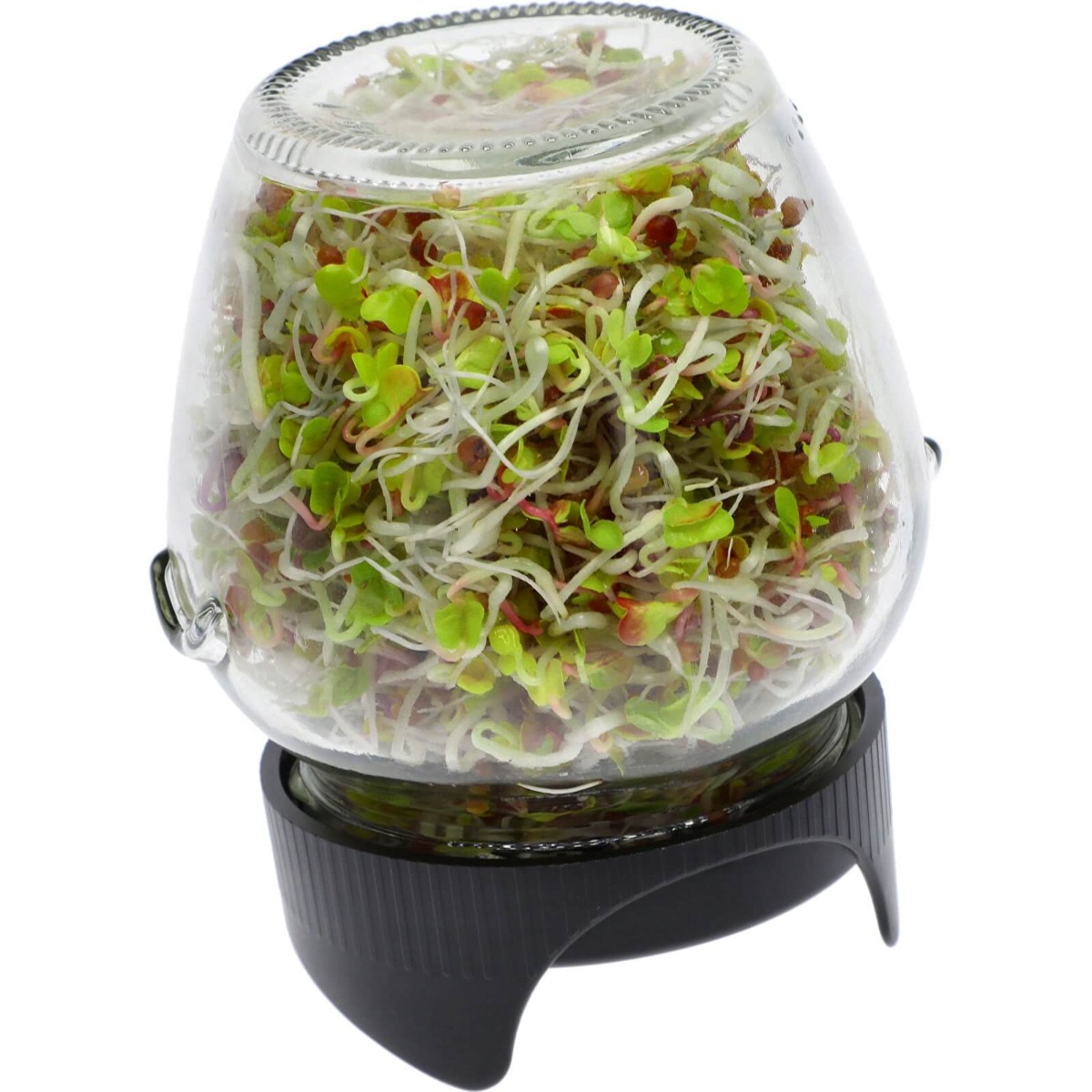 bicchiere germogliatore per germinazione 2 pezzi megamix.sk