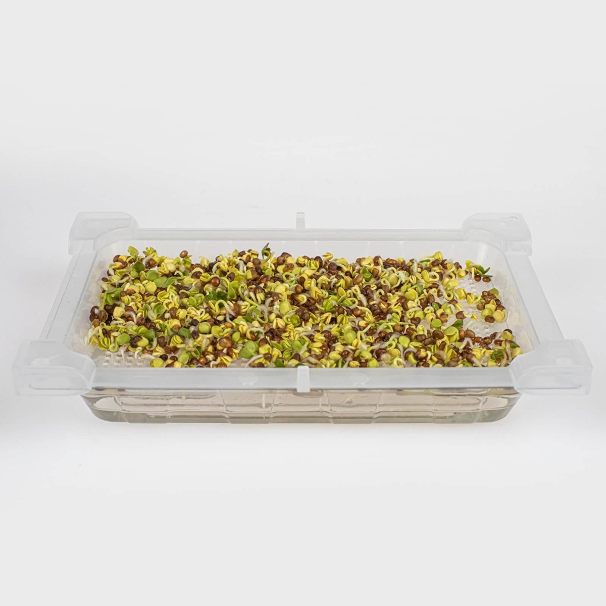 contenitore per germogli 18,5 x 12,5 cm megamix.sk