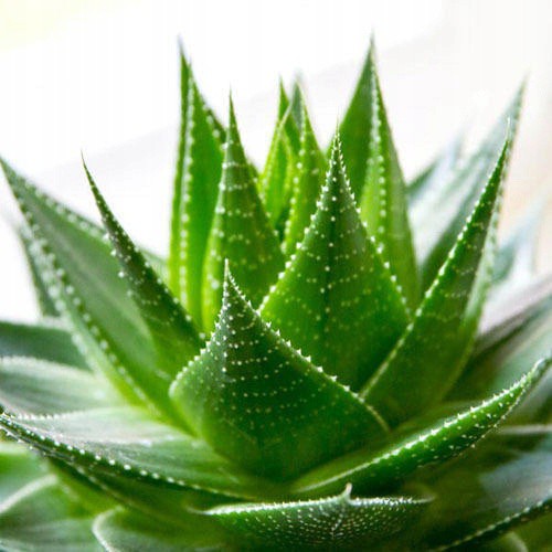 cuscino ortopedico termoplastico ALOES 40x60cm antiallergico bianco megamix.sk