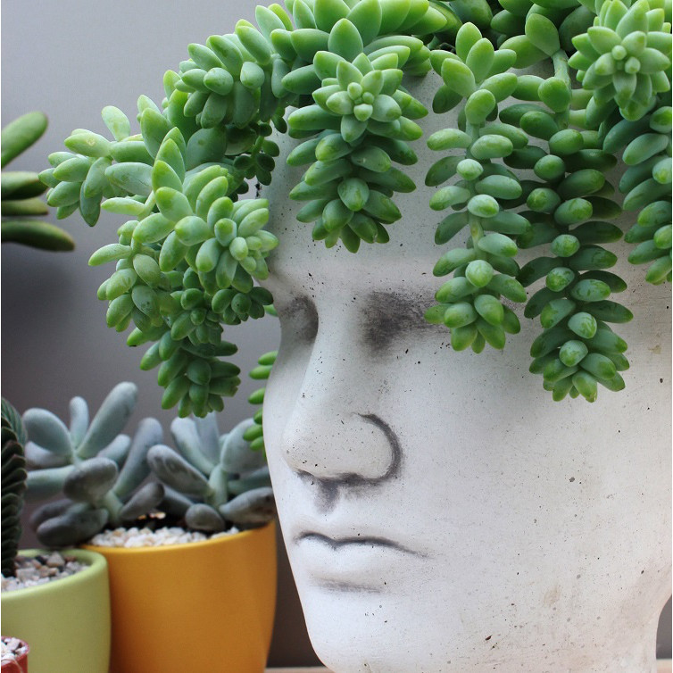 Sedum Buritto pianta con trecce pendenti in vaso succulento megamix.sk