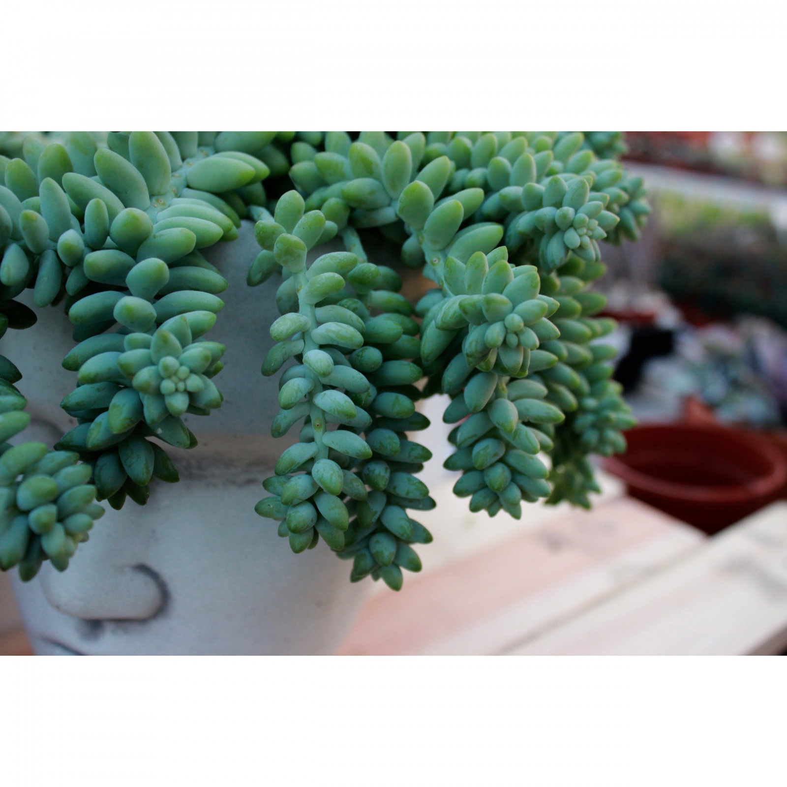 Sedum Buritto pianta con trecce pendenti in vaso succulento megamix.sk