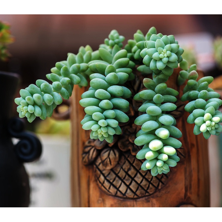Sedum Buritto pianta con trecce pendenti in vaso succulento megamix.sk