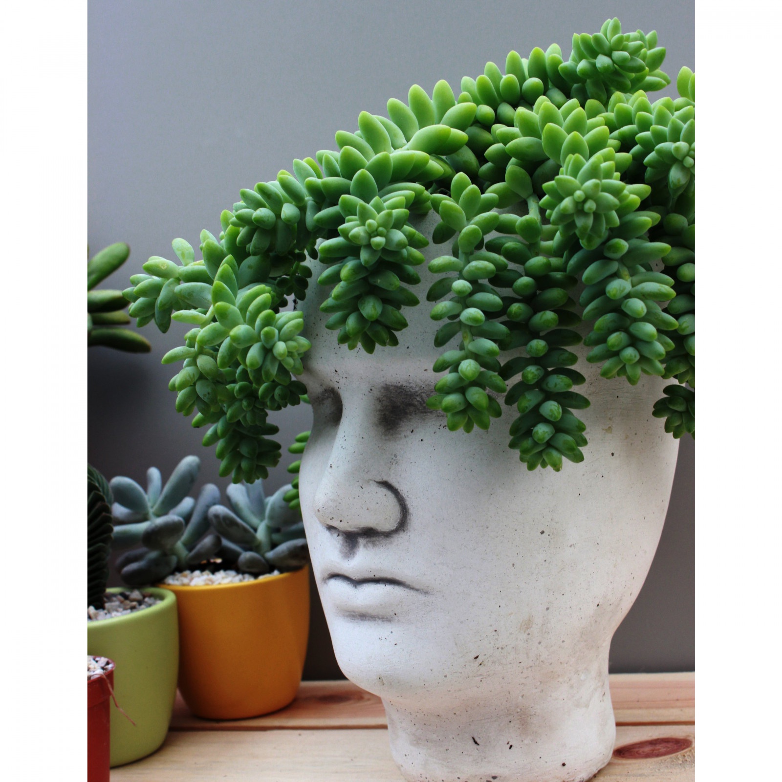 Sedum Buritto pianta con trecce pendenti in vaso succulento megamix.sk