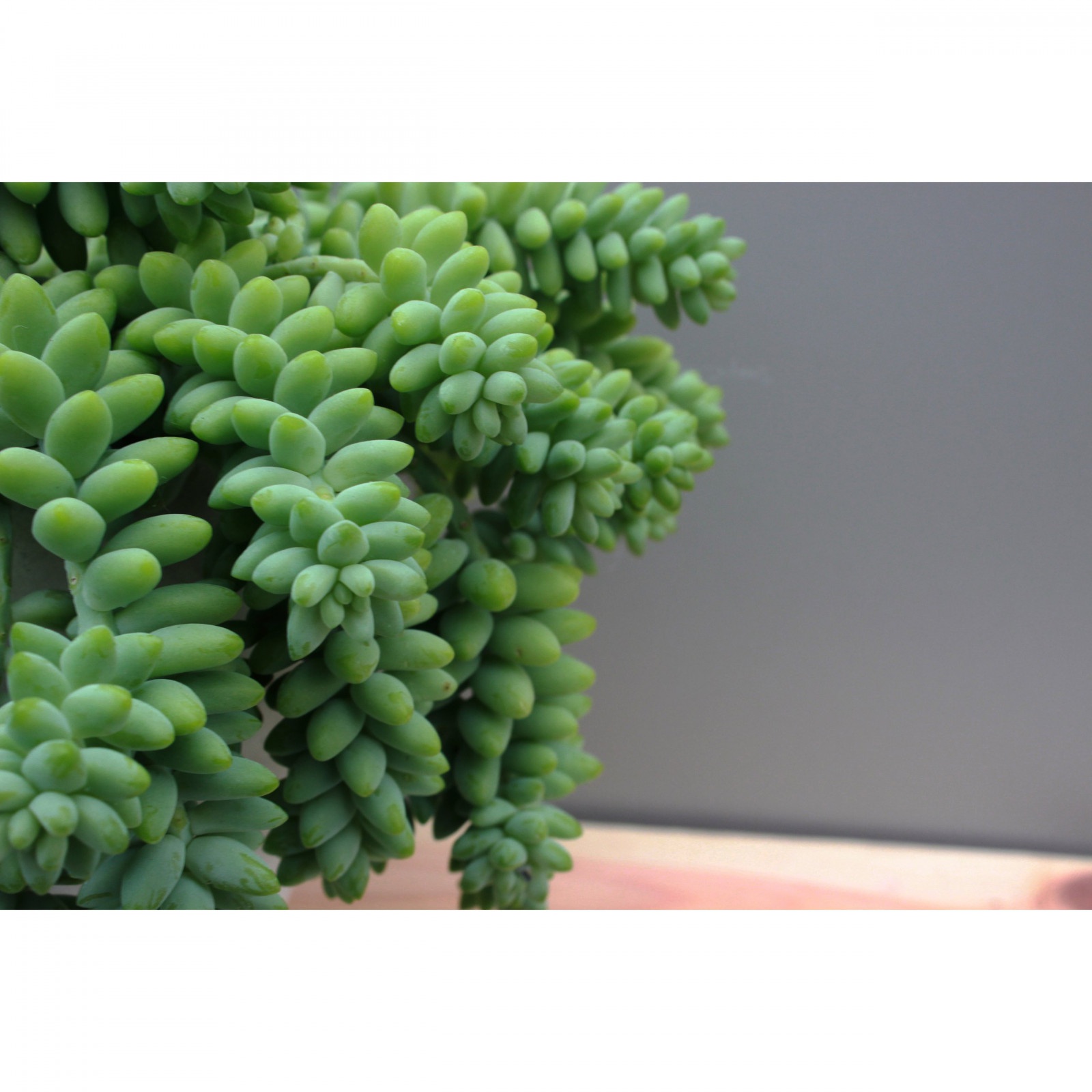 Sedum Buritto pianta con trecce pendenti in vaso succulento megamix.sk
