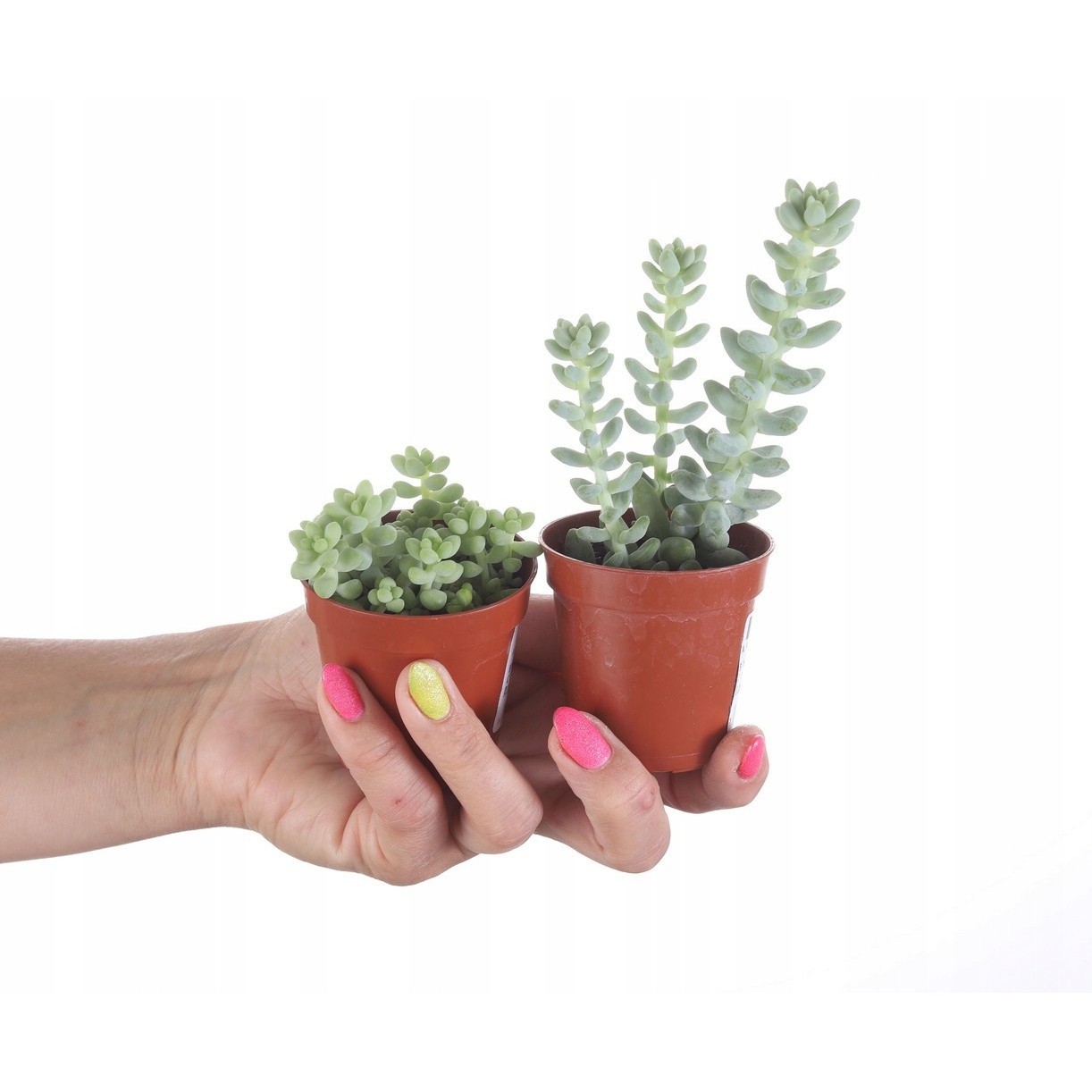 Sedum Buritto pianta con trecce pendenti in vaso succulento megamix.sk