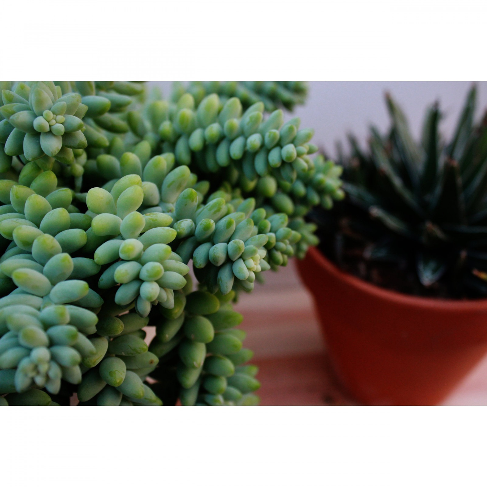 Sedum Buritto pianta con trecce pendenti in vaso succulento megamix.sk