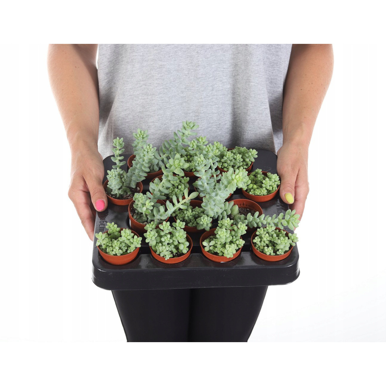 Sedum Buritto pianta con trecce pendenti in vaso succulento megamix.sk